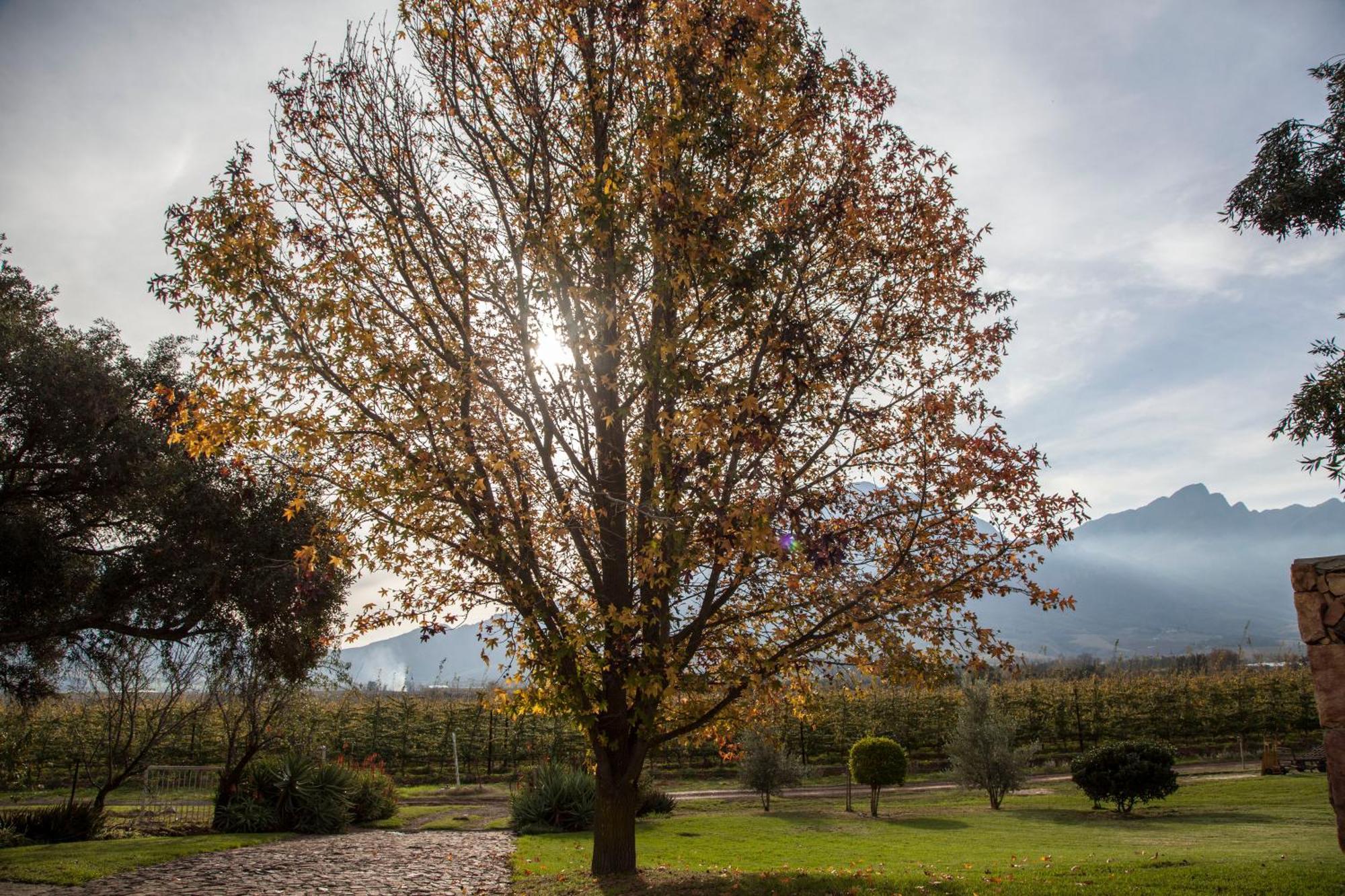 Bergsicht Country Farm Cottages Tulbagh Værelse billede